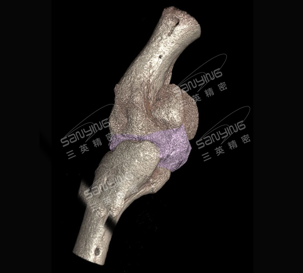 小鼠骨關節(jié)