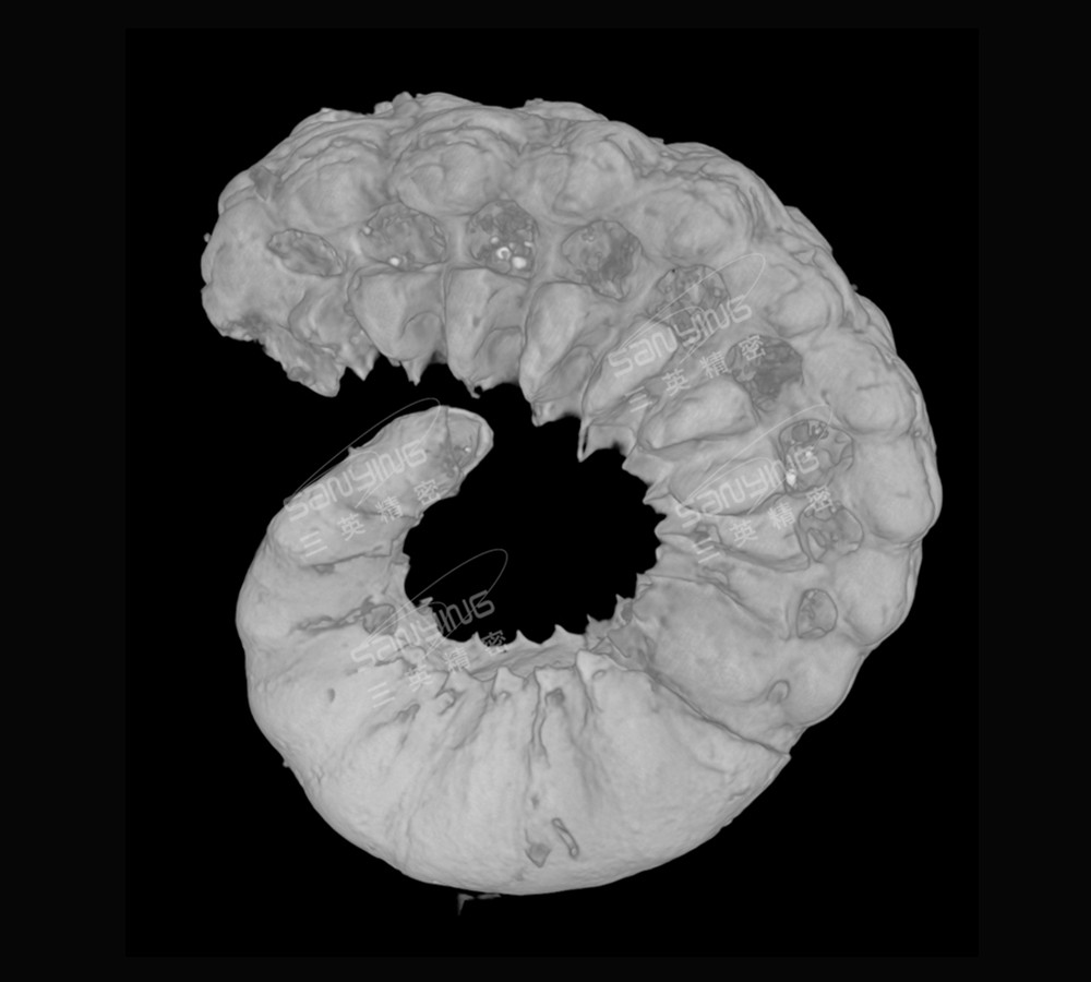 精衛(wèi)蟲化石